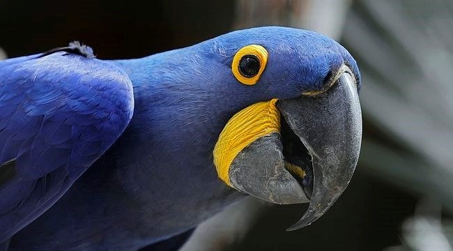 ara giacinto pappagallo