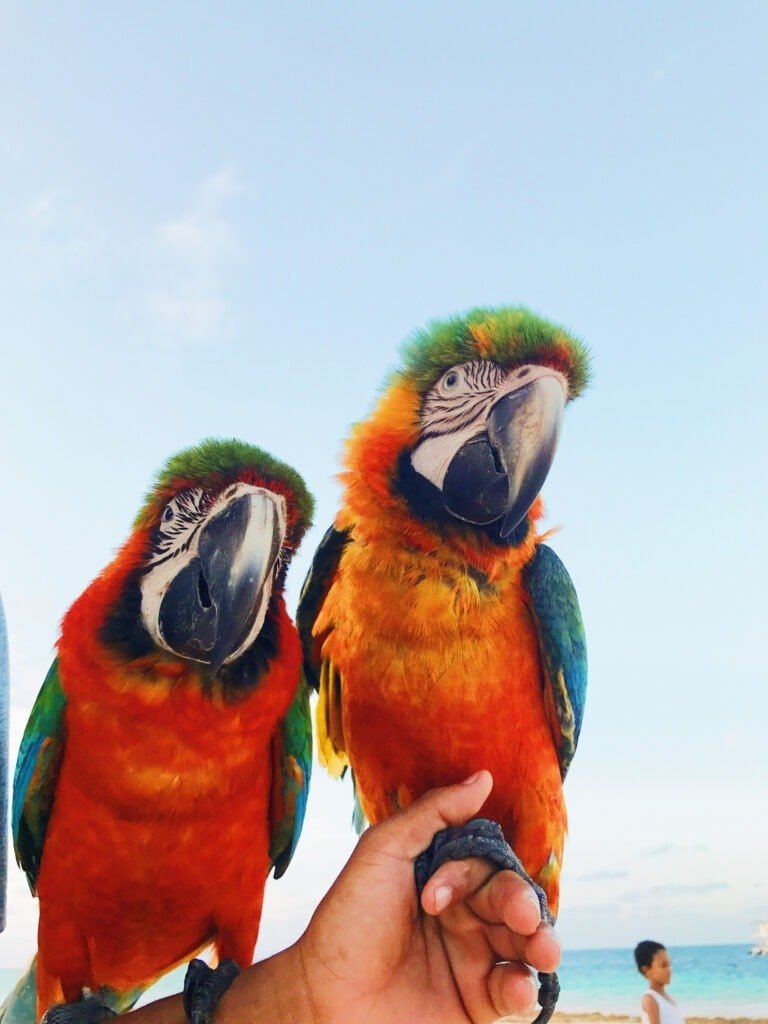 Come insegnare al tuo pappagallo a parlare: 
