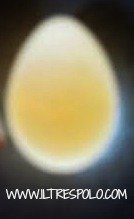 uovo non fecondato