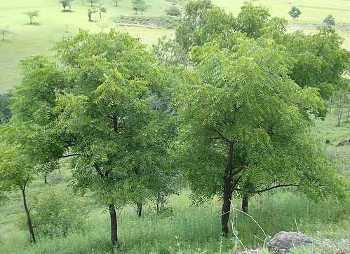 olio di neem