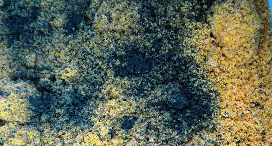spirulina