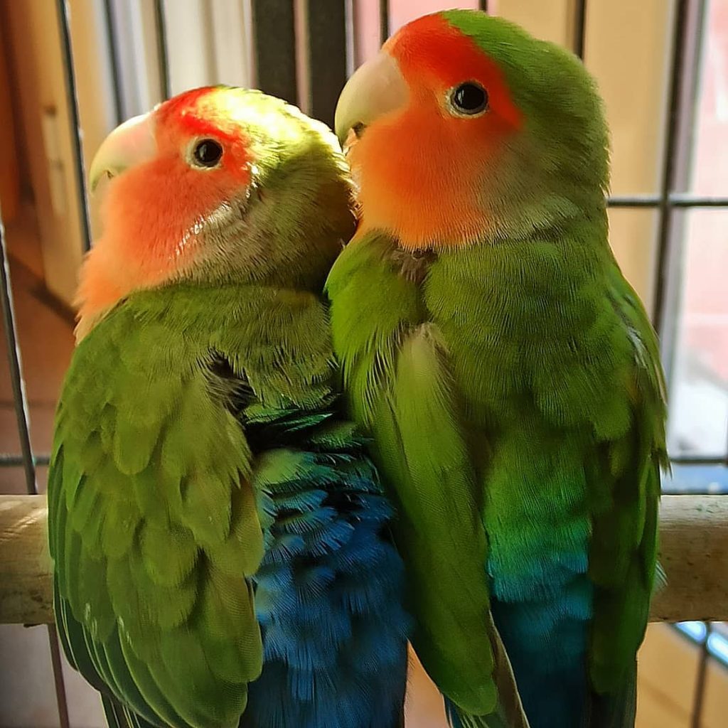 inseparabili pappagalli