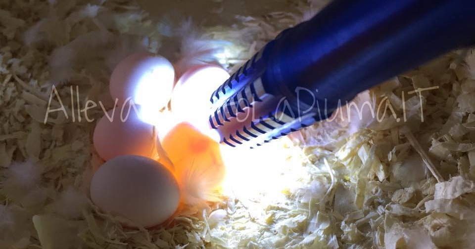 speratura delle uova cocorite