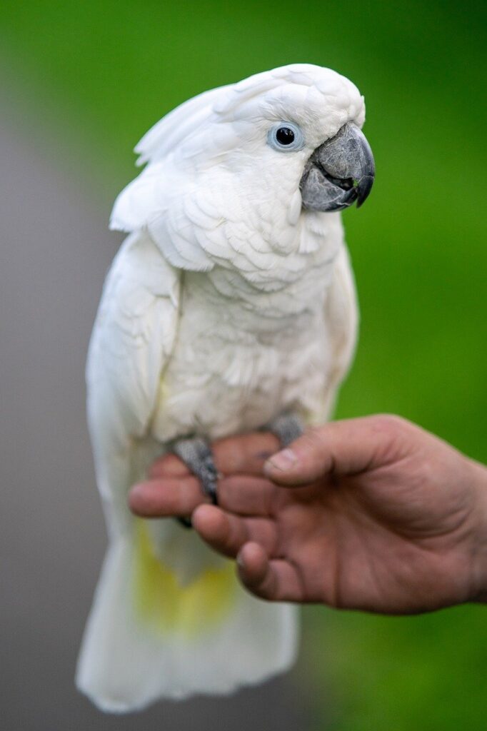 prezzo cacatua allevato a mano