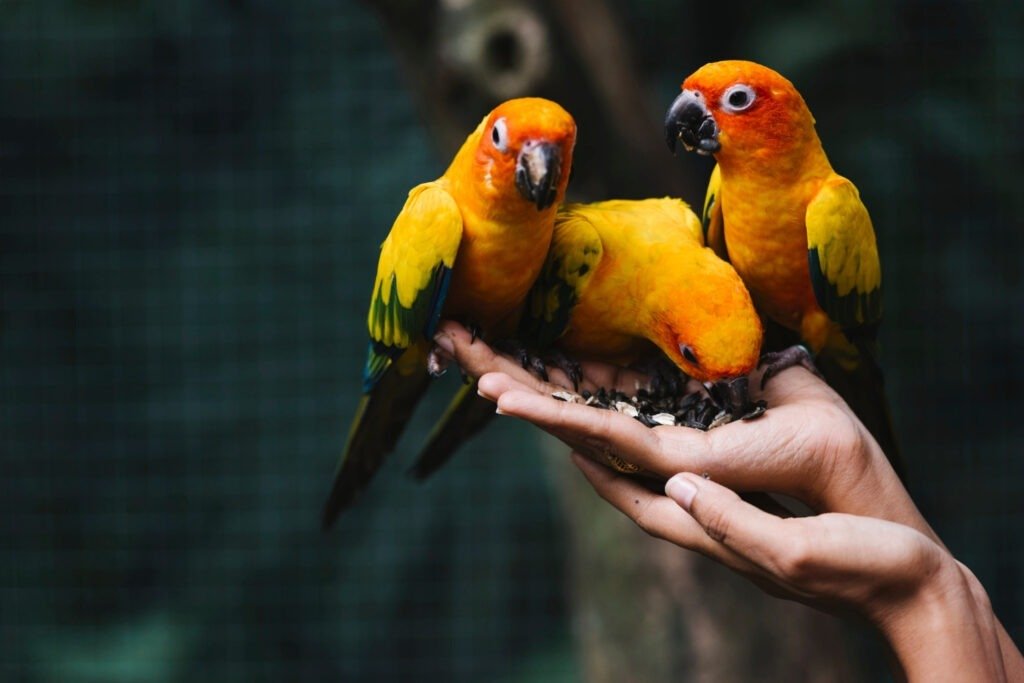 Allevamento a mano dei pappagalli: Vantaggi e svantaggi