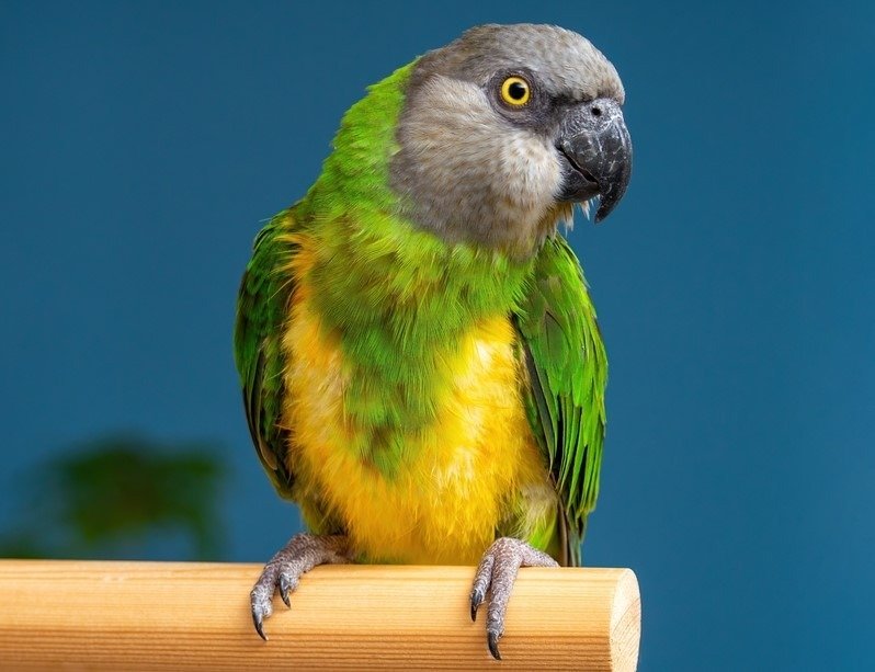 pappagallo senegal