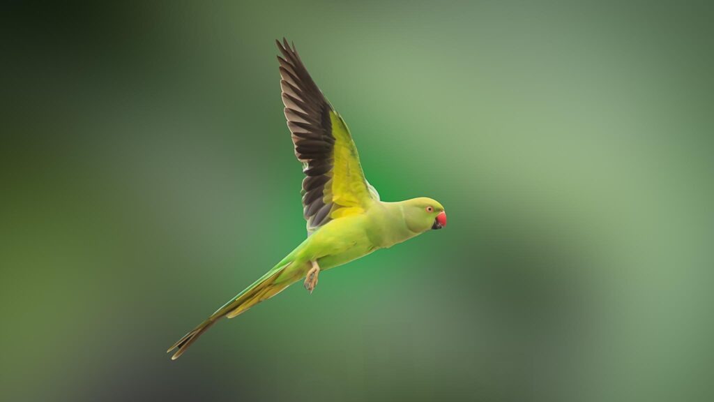 pappagallo volo libero italia