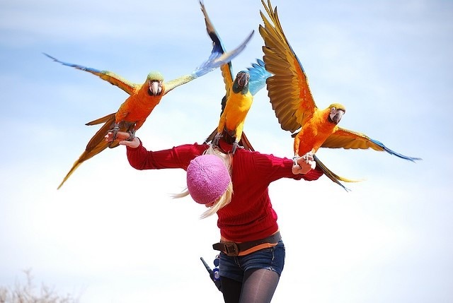 volo libero dei pappagalli
