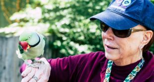 woman wearing maroon sweater and blue cap raising her right hand while rose ringed parrot perching on it