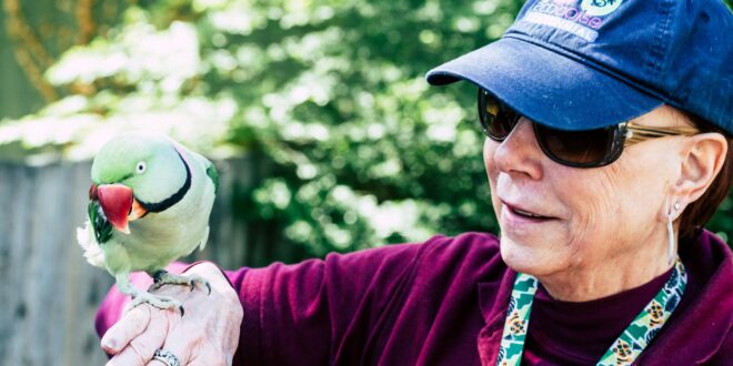 woman wearing maroon sweater and blue cap raising her right hand while rose ringed parrot perching on it