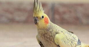 selective focus photography of yellow cockateil
