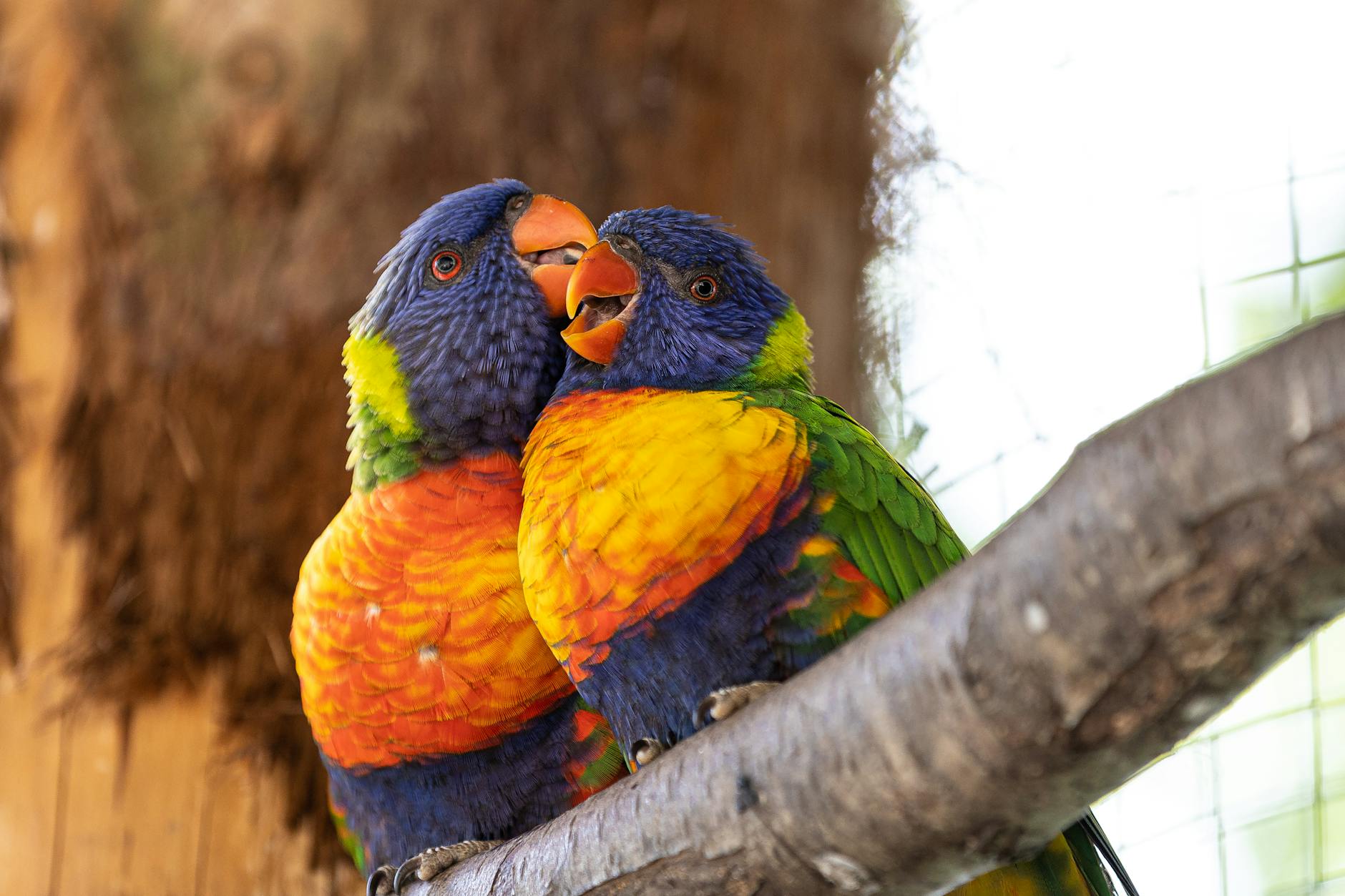 close up photo of perched birds