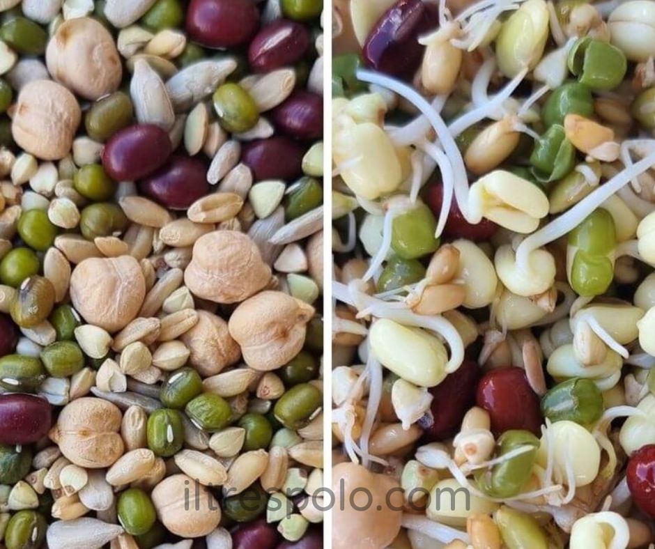 semi germinati