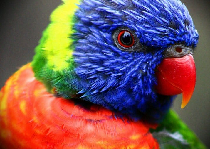 Il Lorichetto Arcobaleno O Trichoglossus Haematodus Il Trespolo