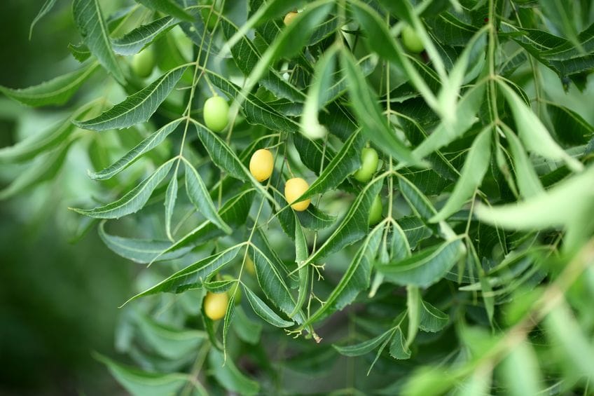 Olio di Neem Antiparassitario Naturale Il Trespolo