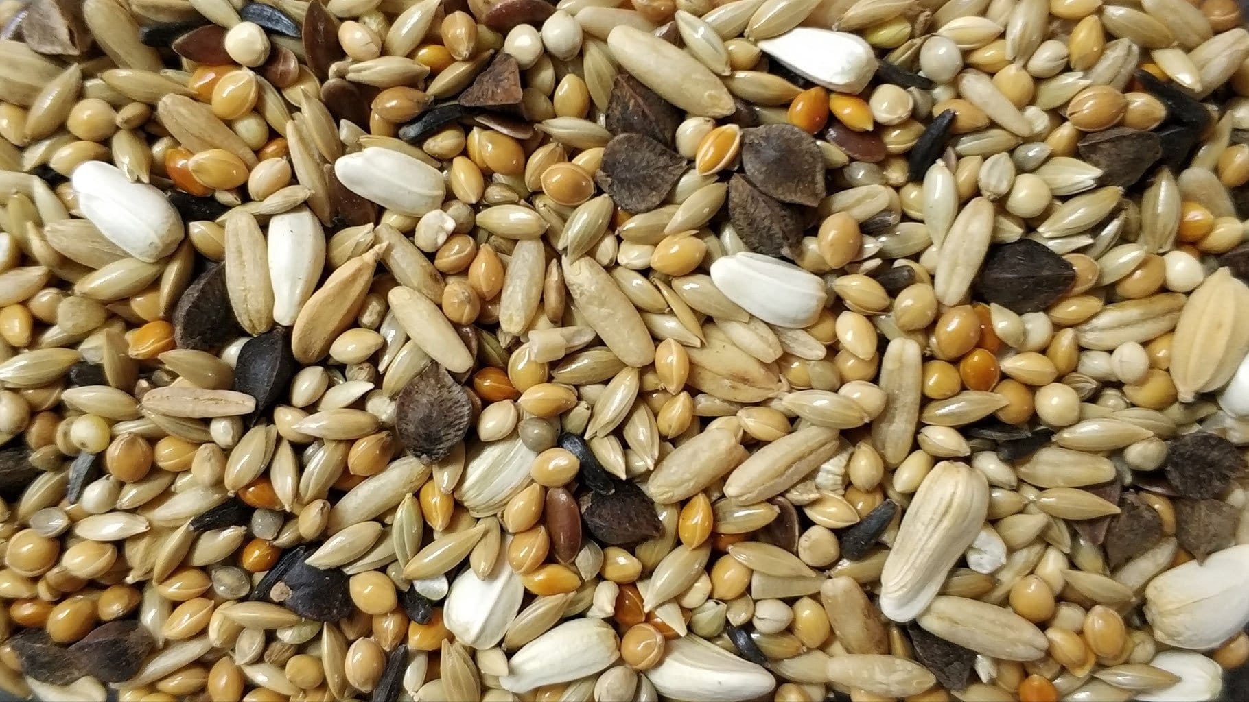 GANYKQ Mangiatoia per uccelli pratica mangiatoia automatica per pappagalli con pesce persico contenitore per alimenti accessori per gabbia per animali domestici