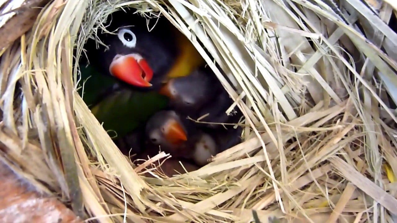 Jenngaoo 10 Pezzi materassini per nidificazione degli Uccelli Tappetino in Fibra di Cocco pappagalli nidi per l'allevamento di Uova di Uccelli Tappetino fornisce Materiale Caldo capanna Confortevole Jenngaoo 10 Pezzi materassini per nidificazione degli Uccelli Tappetino in Fibra di Cocco pappagalli nidi per l'allevamento di Uova di Uccelli Tappetino fornisce Materiale Caldo capanna Confortevole
