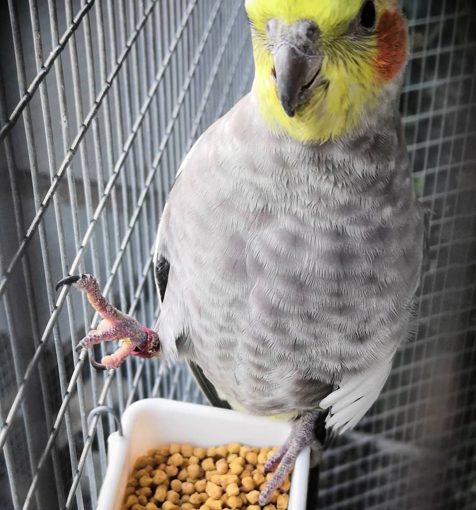 calopsite-pappagallo