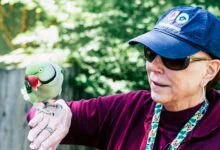 woman wearing maroon sweater and blue cap raising her right hand while rose ringed parrot perching on it