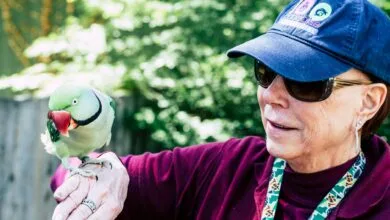 woman wearing maroon sweater and blue cap raising her right hand while rose ringed parrot perching on it