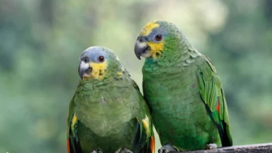 Amazong parrot, orange winged