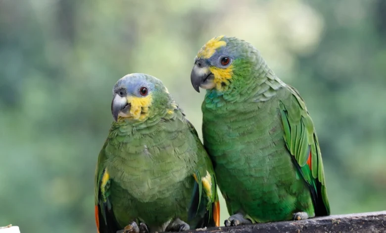 Amazong parrot, orange winged