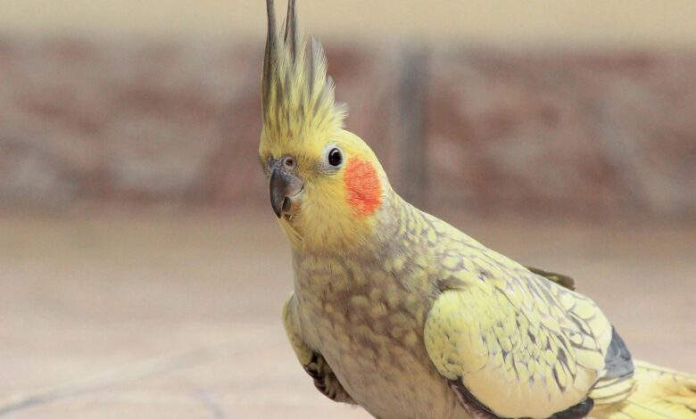 selective focus photography of yellow cockateil