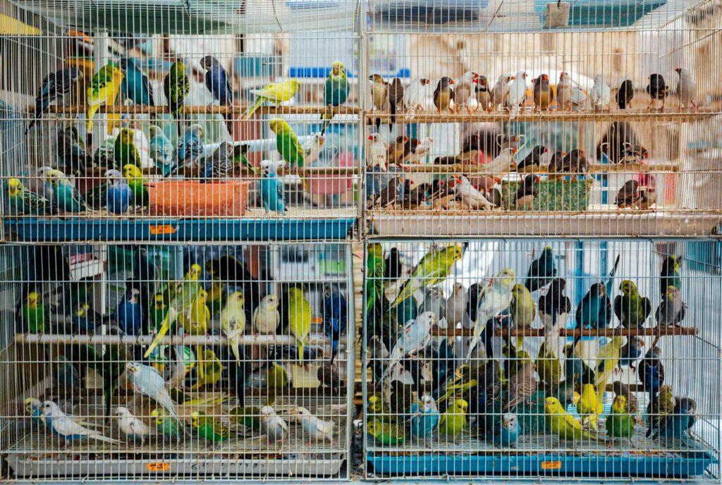 parakeets in cage