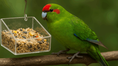 mangiatoia per pappagalli come sceglierla