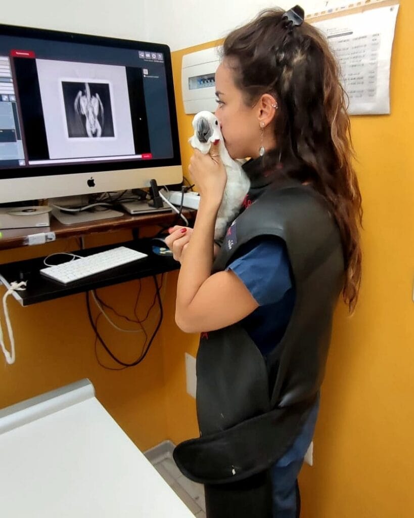 veterinario aviare ardizzone