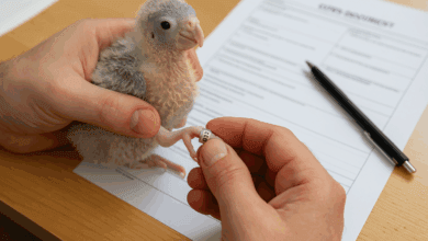 come denunciare nascita pappagalli specie cites