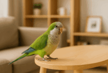 patentino per animali esotici 2026