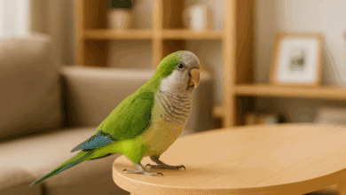 patentino per animali esotici 2026
