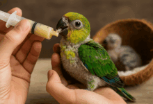 allevamento a mano misto pappagalli