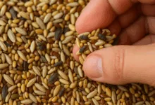 insetti nei semi dei pappagalli