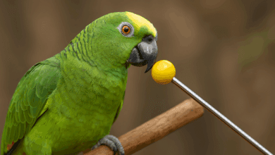 target training pappagalli