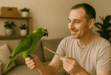 addestramento pappagalli addestratori