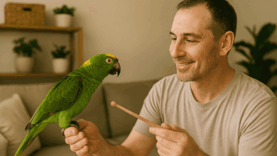 addestramento pappagalli addestratori