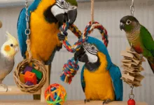 giochi per pappagalli
