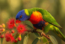 nettare per pappagalli lorichetti