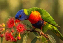 nettare per pappagalli lorichetti