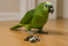 vermi feci pappagalli tenia ascaridi