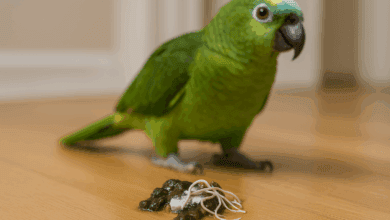 vermi feci pappagalli tenia ascaridi