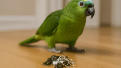 vermi feci pappagalli tenia ascaridi