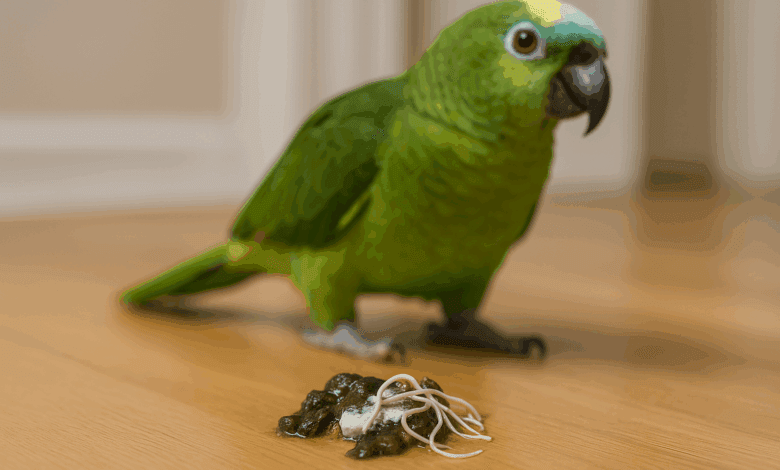 vermi feci pappagalli tenia ascaridi