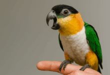 problemi comportamentali pappagallo