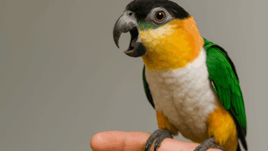 problemi comportamentali pappagallo