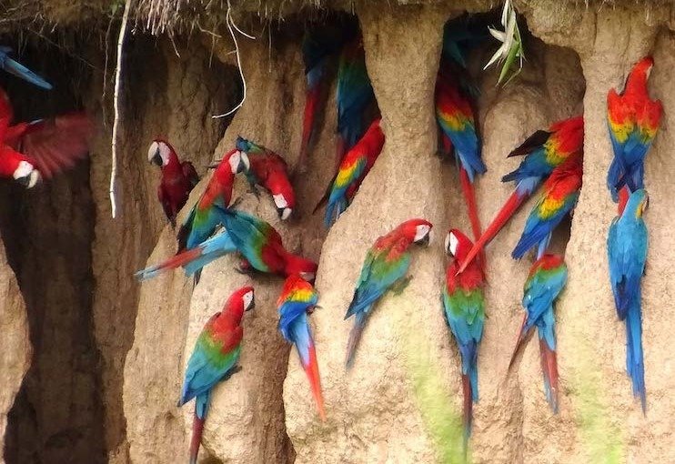 geofagia pappagalli