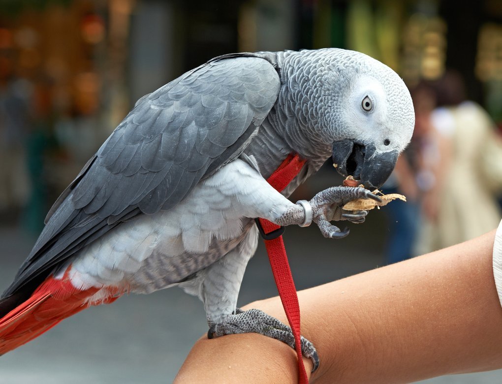 pettorina per pappagalli cenerino