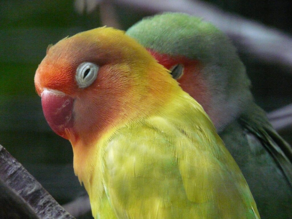 prezzo pappagalli inseparabili